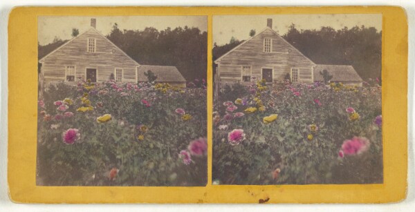 Unknown, [Poppy field Cabbot Vt.]