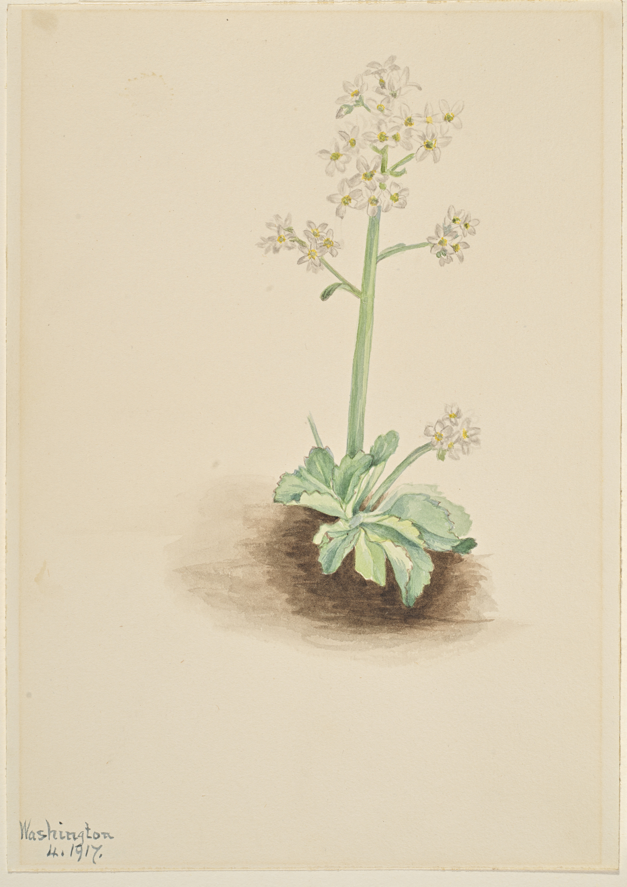 Mary Vaux Walcott, Early Saxifrage (Saxifraga virginiensis)