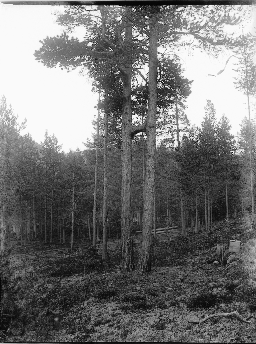 Ole Hansen Løken, FURUSKOG.