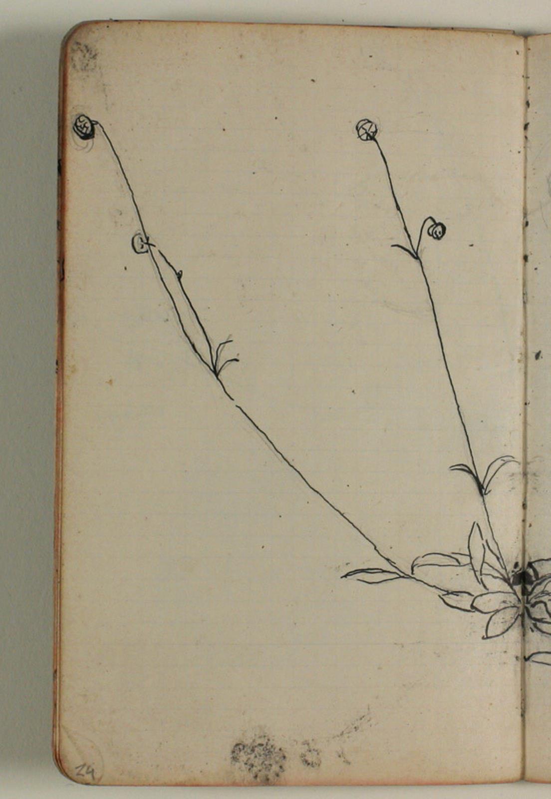 Niels Larsen Stevns, Plantestudie