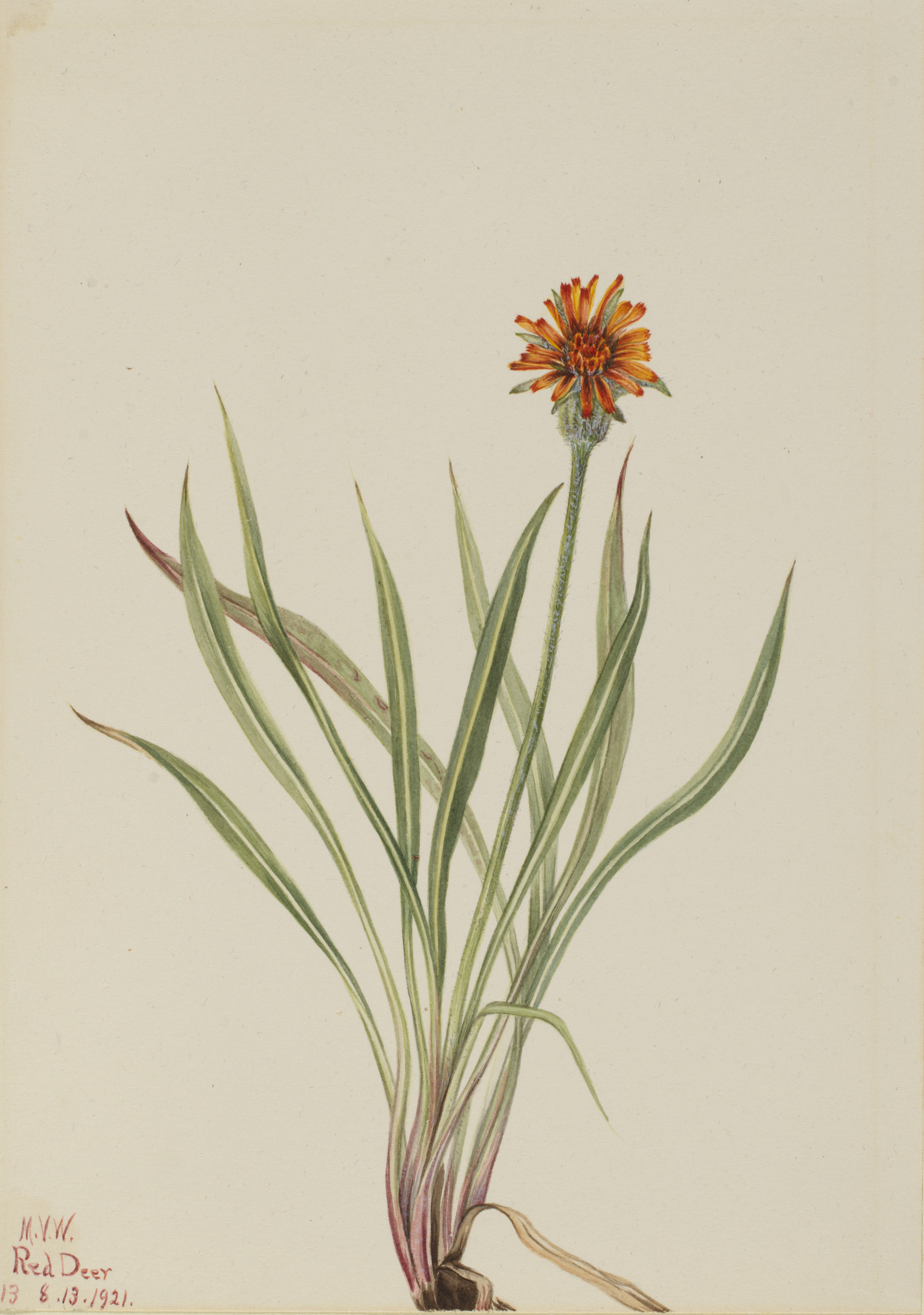 Mary Vaux Walcott, False Dandelion (Agoseris aurantiaca)
