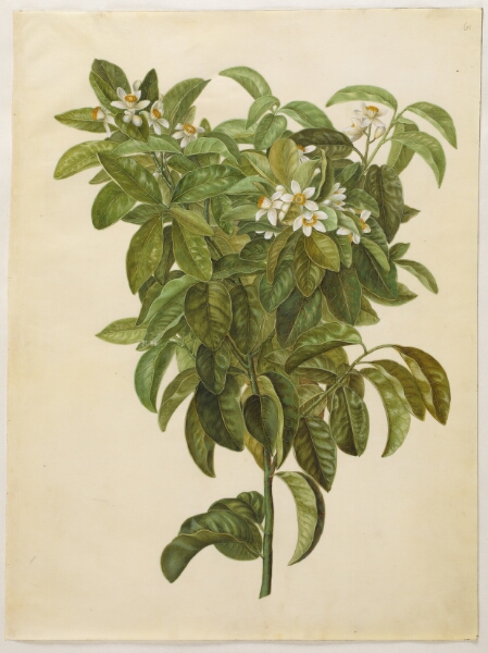 Hans Simon Holtzbecker, Citrus limon (almindelig citron)