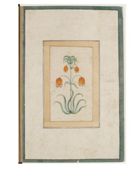Unknown, a flowering plant.