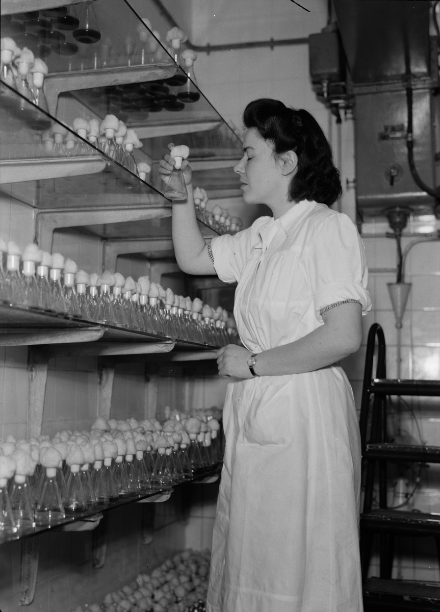 Paul Sandberg, “Hat fungi and maple leaves deliver new antibiotics. Interesting research at the Department of Physiological Botany,” Uppsala May 1947