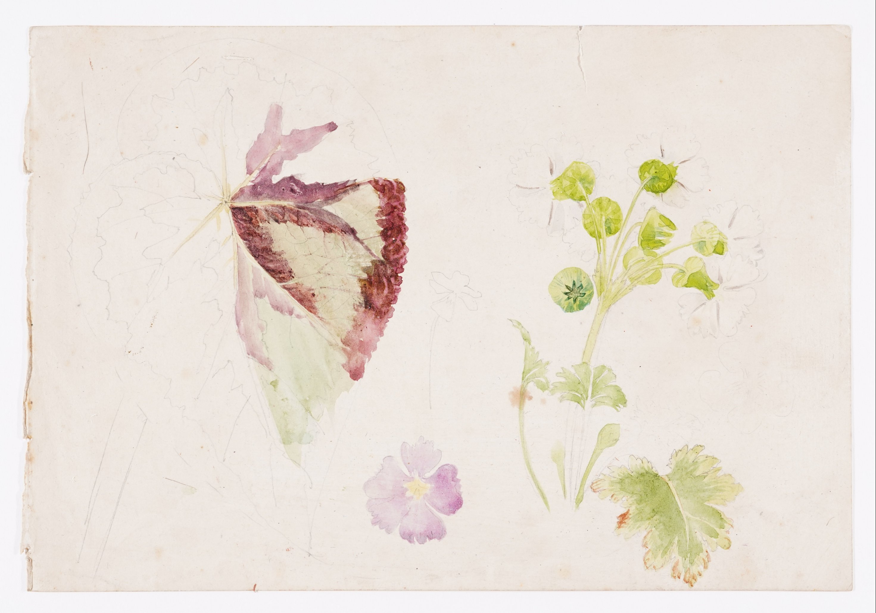 Alwine Schroedter, Studienblatt: Blätter und Blüten