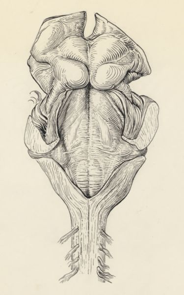 J Tinkelenberg, Neuroanatomy, possibly of a fin whale