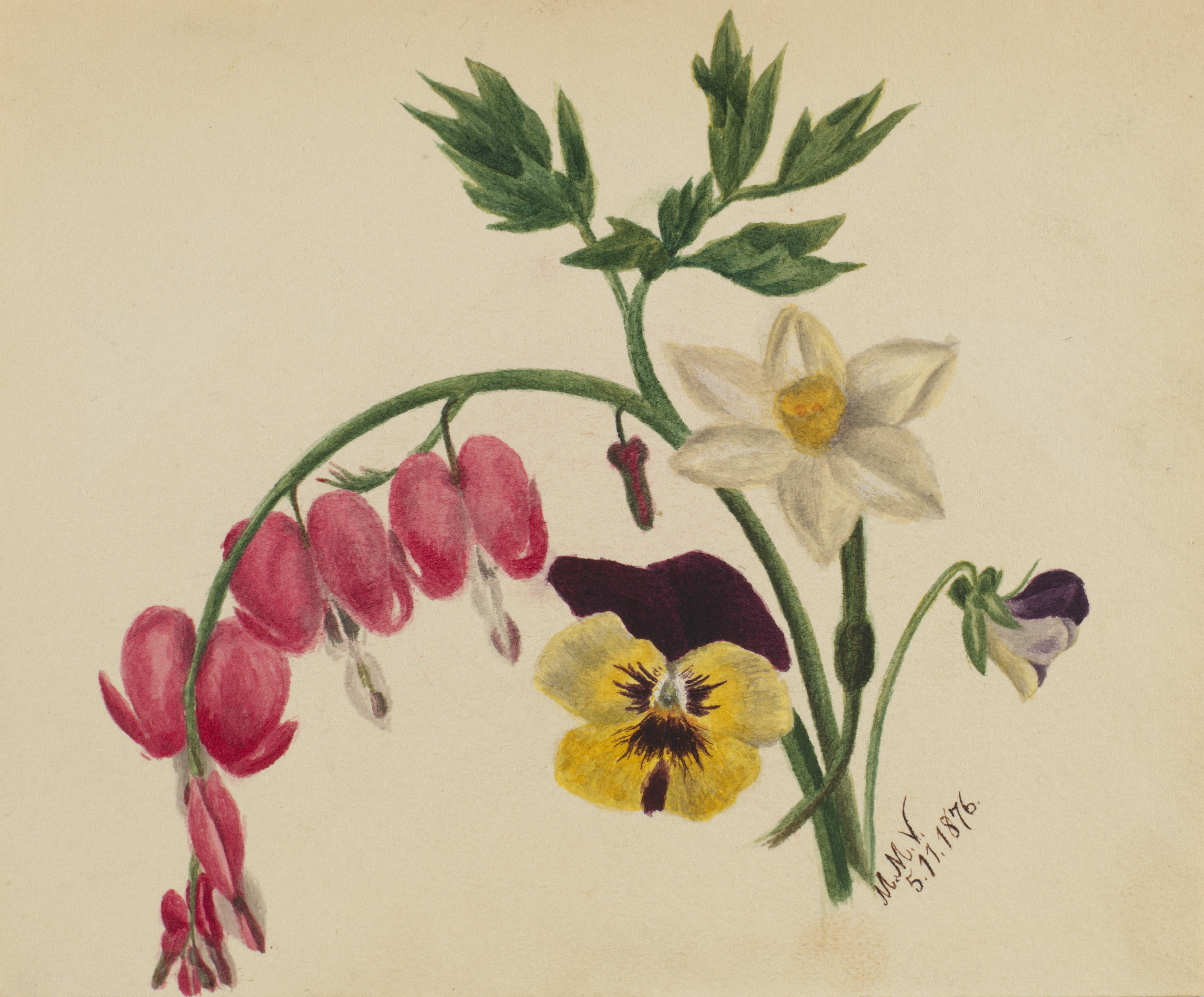 Mary Vaux Walcott, (Untitled--Mixed Flowers)