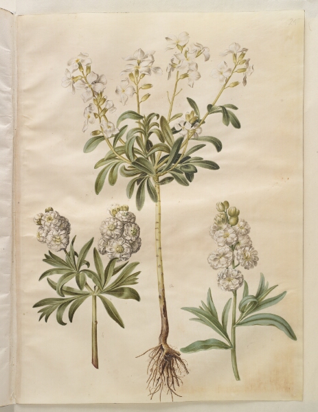 Hans Simon Holtzbecker, Matthiola incana (vinter-levkøj)