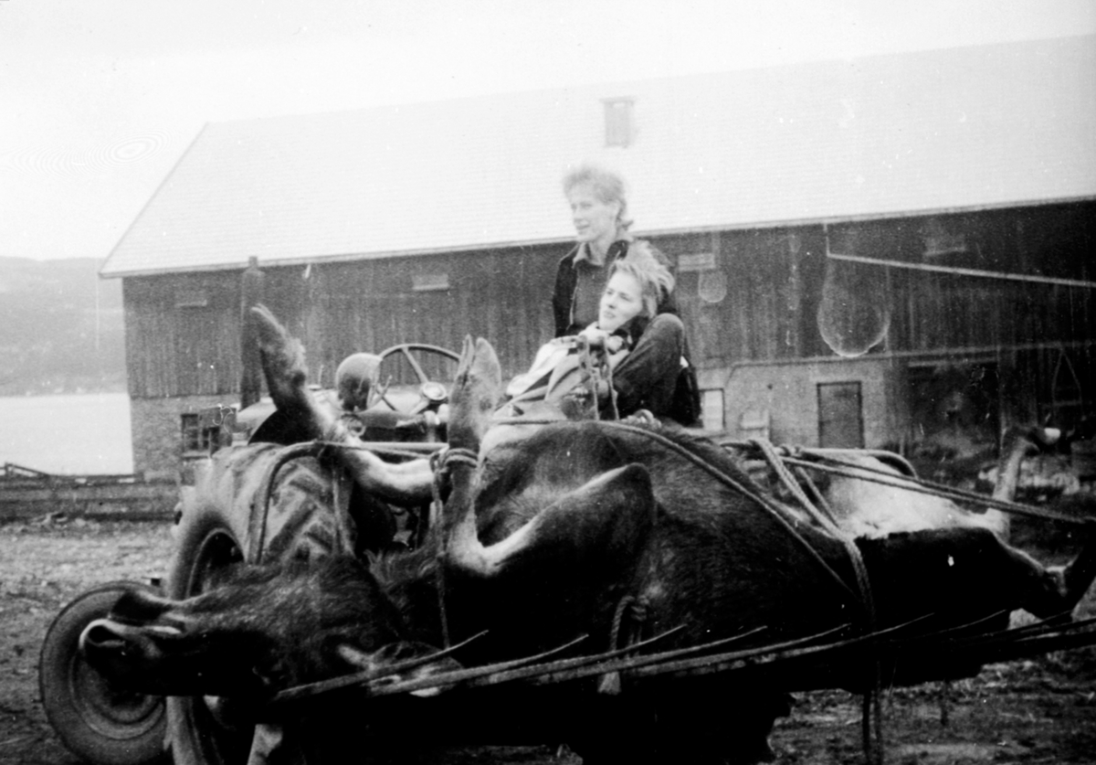 Anno Domkirkeodden, Elgslakt fraktes med traktor på Heggenhaugen, Ringsaker. Dagny Tåje og Eivor Lereng. Elgen ble skutt i potetonna.
