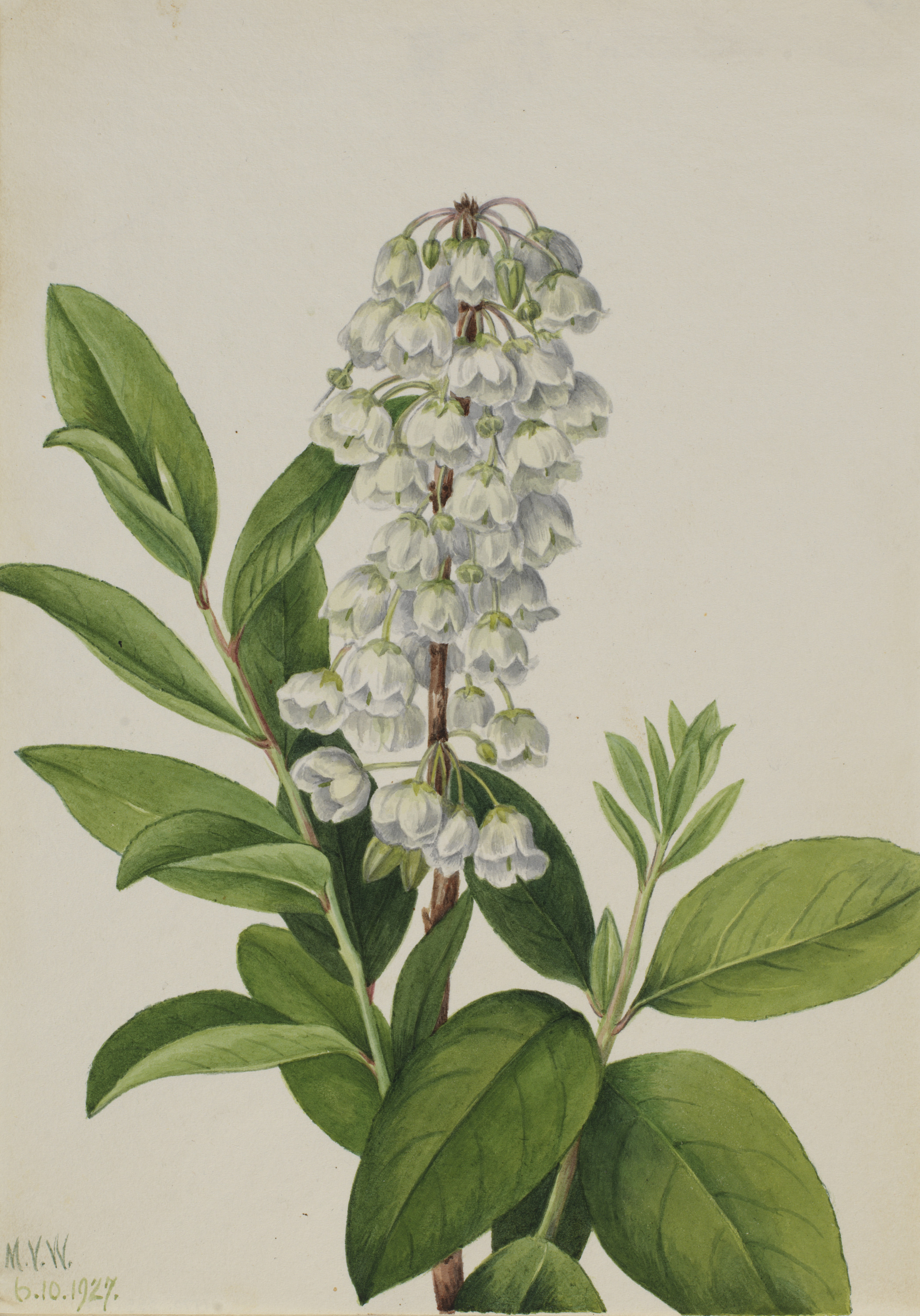 Mary Vaux Walcott, Zenobia (Zenobia cassinifolia)
