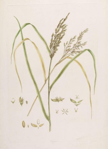 John Miller, Print