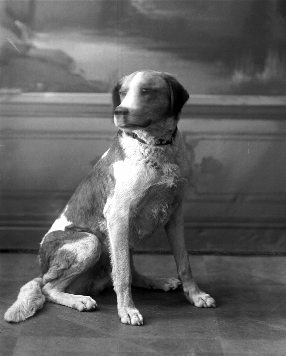 Gustav Borgen, Portrett, hund.