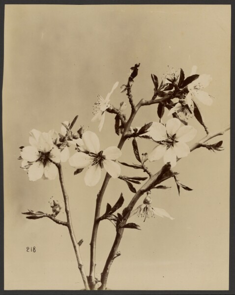 Unknown, [Floral study]