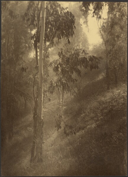 Louis Fleckenstein, Morning Mist