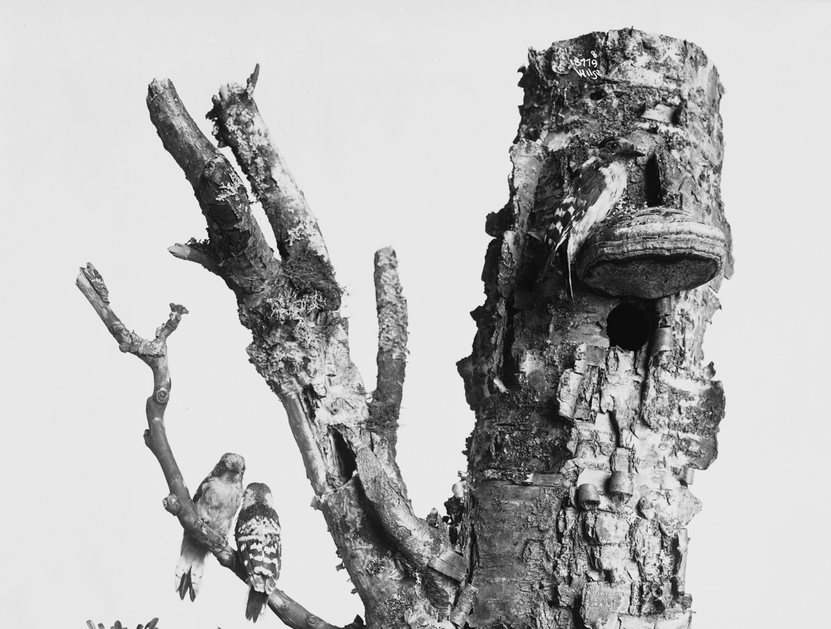 Anders Beer Wilse, Prot: Fugler for Tøien Museet