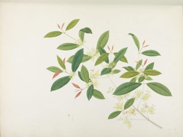 unknown, Flowers and Fruits