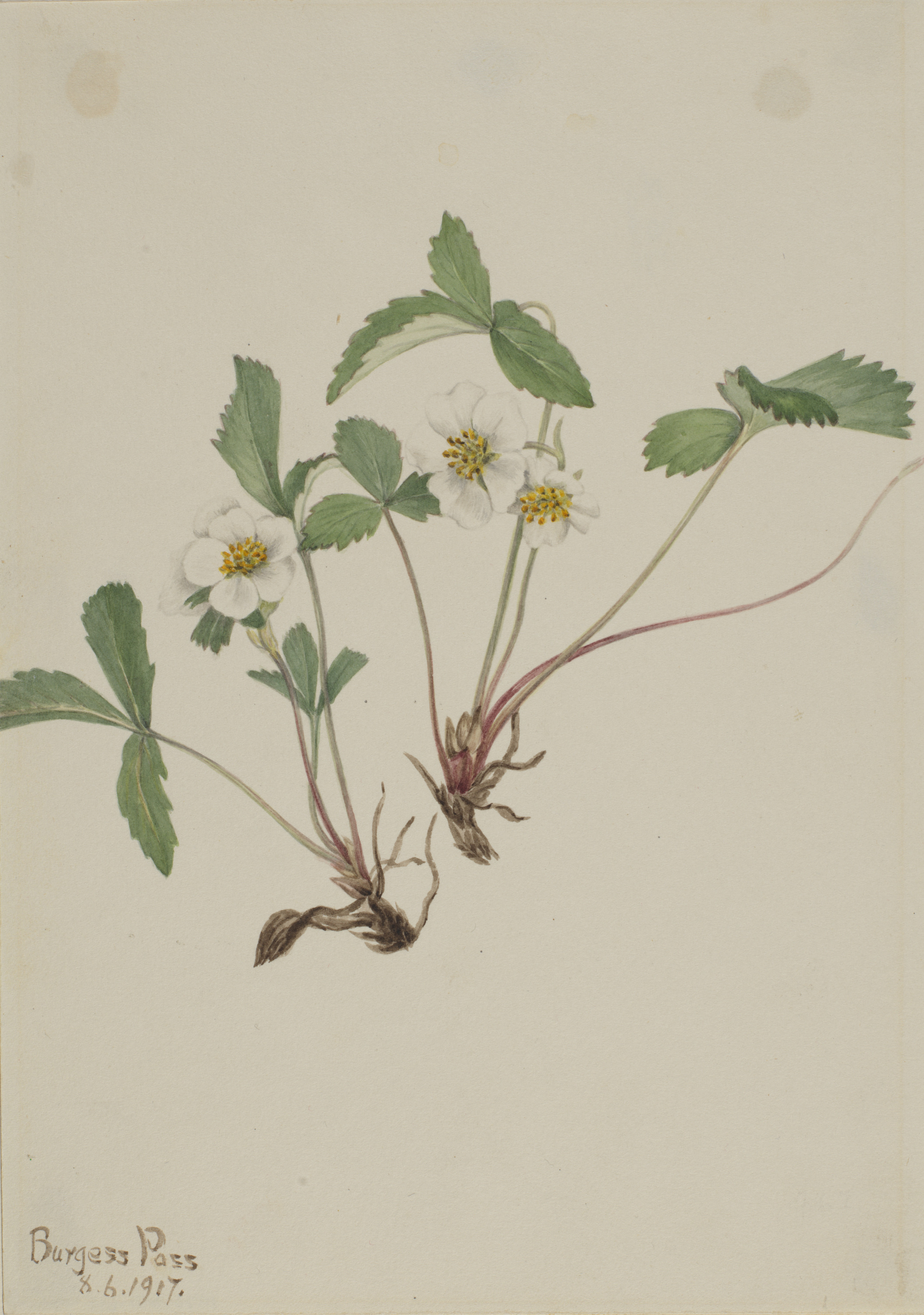 Mary Vaux Walcott, Pale Strawberry (Fragaria glauca)