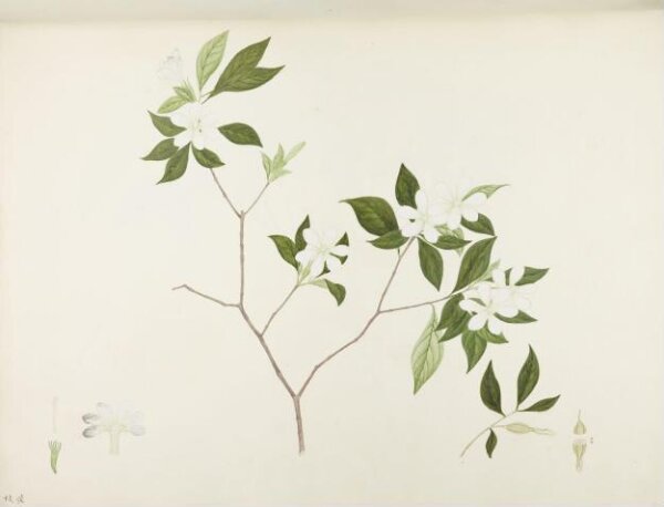unknown, Flowers and Fruits