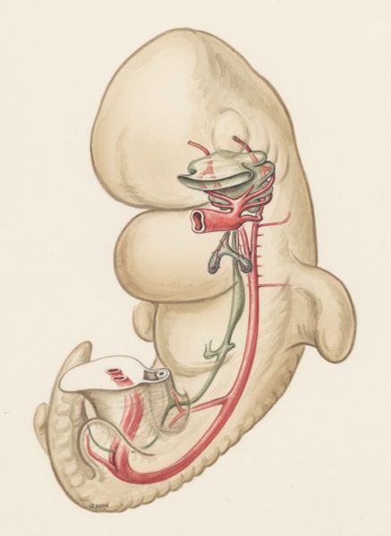 J Wetselaar-Whittaker, Human embryo