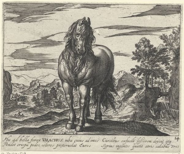 Panderen, Egbert van, (1581-1637?), (printmaker), Horse breeds: Landscape with a Romanian horse