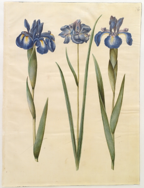 Hans Simon Holtzbecker, Iris latifolia (engelsk iris); Iris sibirica (sibirisk iris)