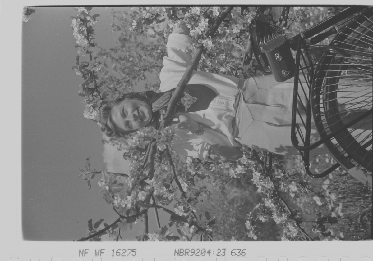 Anders Beer Wilse, Prot: dame fruktblomst sykkel