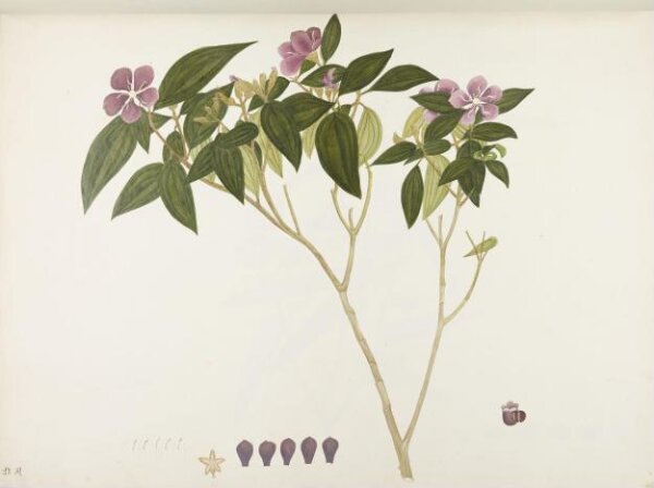 unknown, Flowers and Fruits