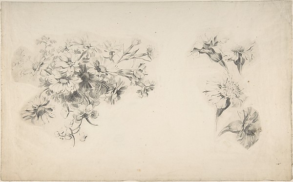 Anonymous, French, 18th century, Studies of Flowers