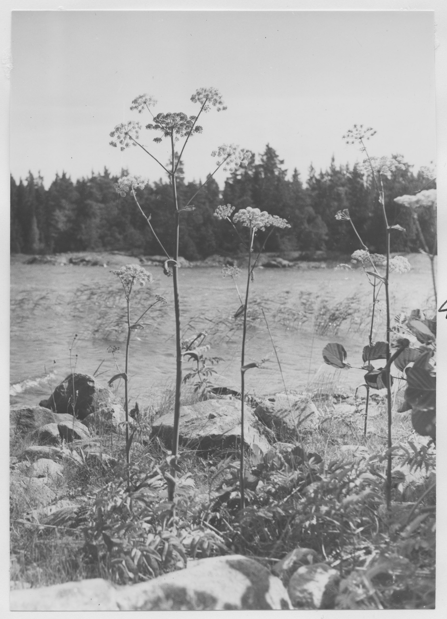 Mårten Sjöbeck, Idön