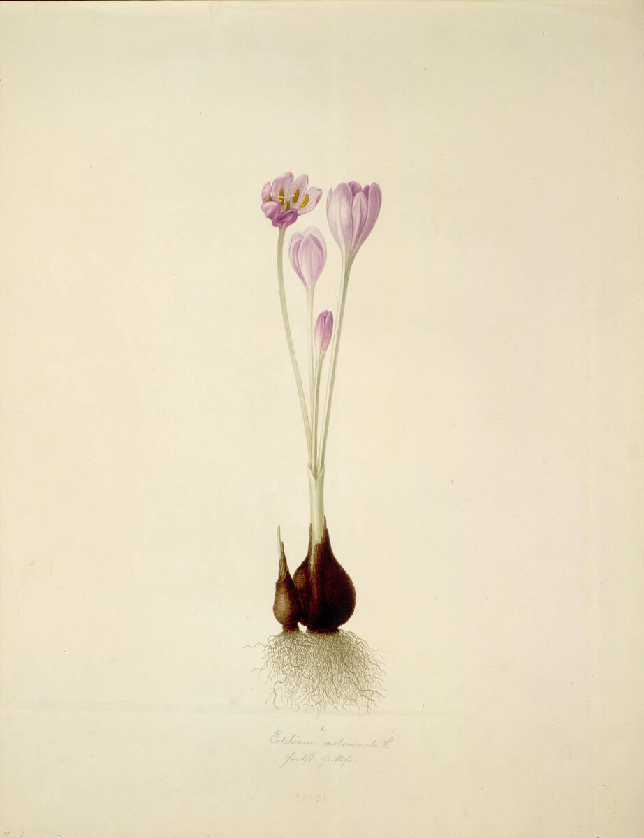 AugustRokert, Colchicum autumnale L - Herbstzeitlose