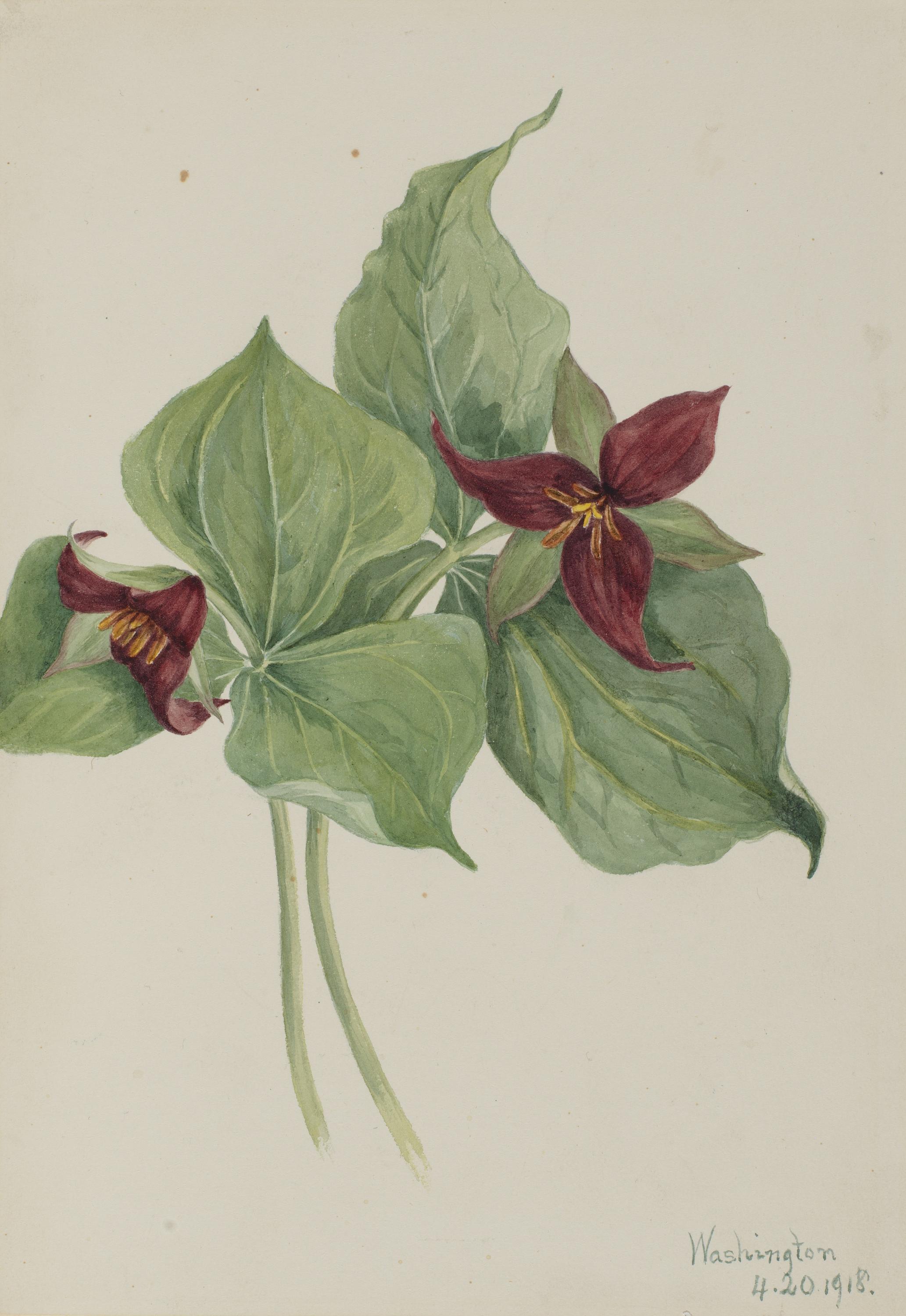 Mary Vaux Walcott, Red Trillium (Trillium erectum)