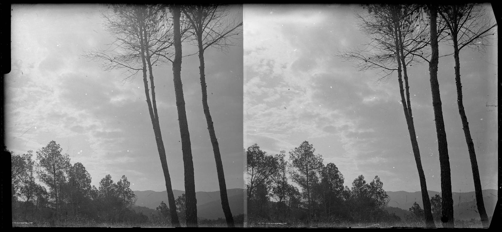 Desconegut, [Forest in Vallvidrera]