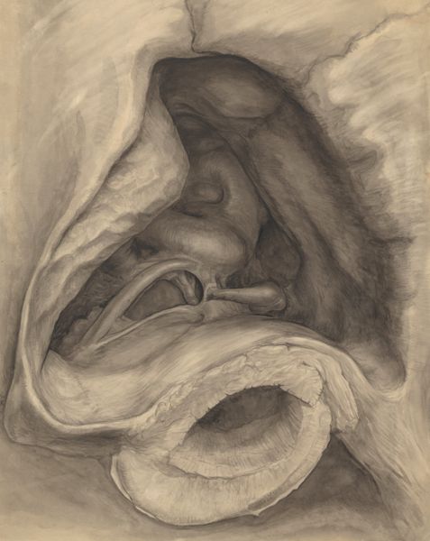 J Wetselaar-Whittaker, Throat seen from below