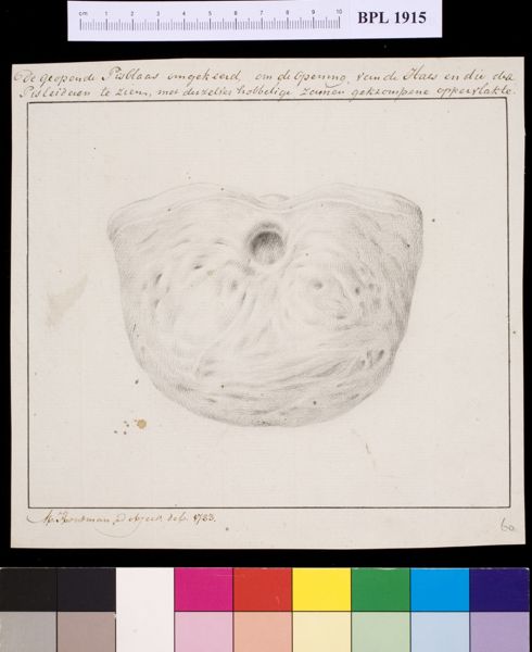 M Houtman, Bladder