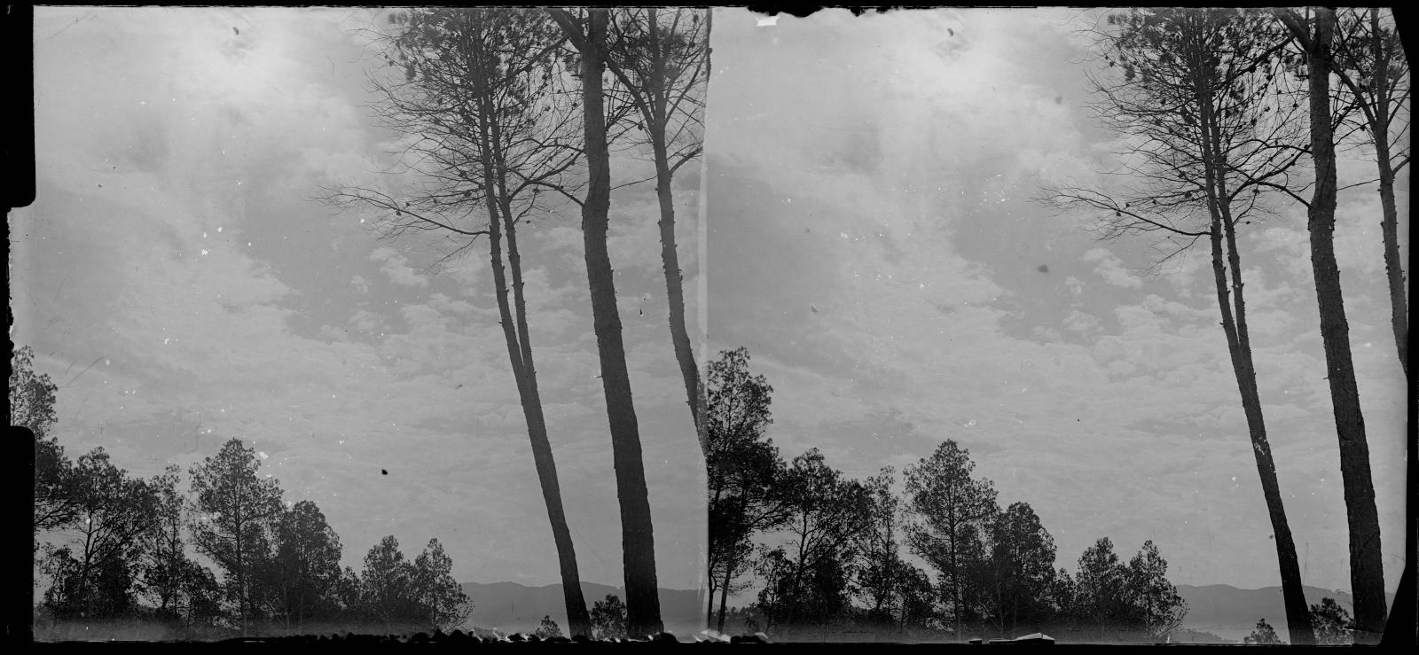 Desconegut, [Forest in Vallvidrera]
