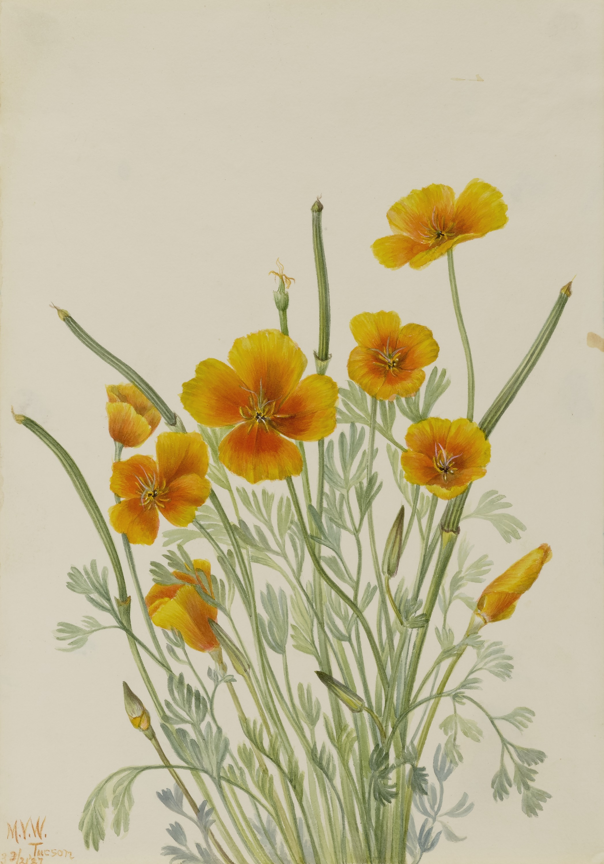 Mary Vaux Walcott, Mexican Poppy (Eschscholtzia mexicana)