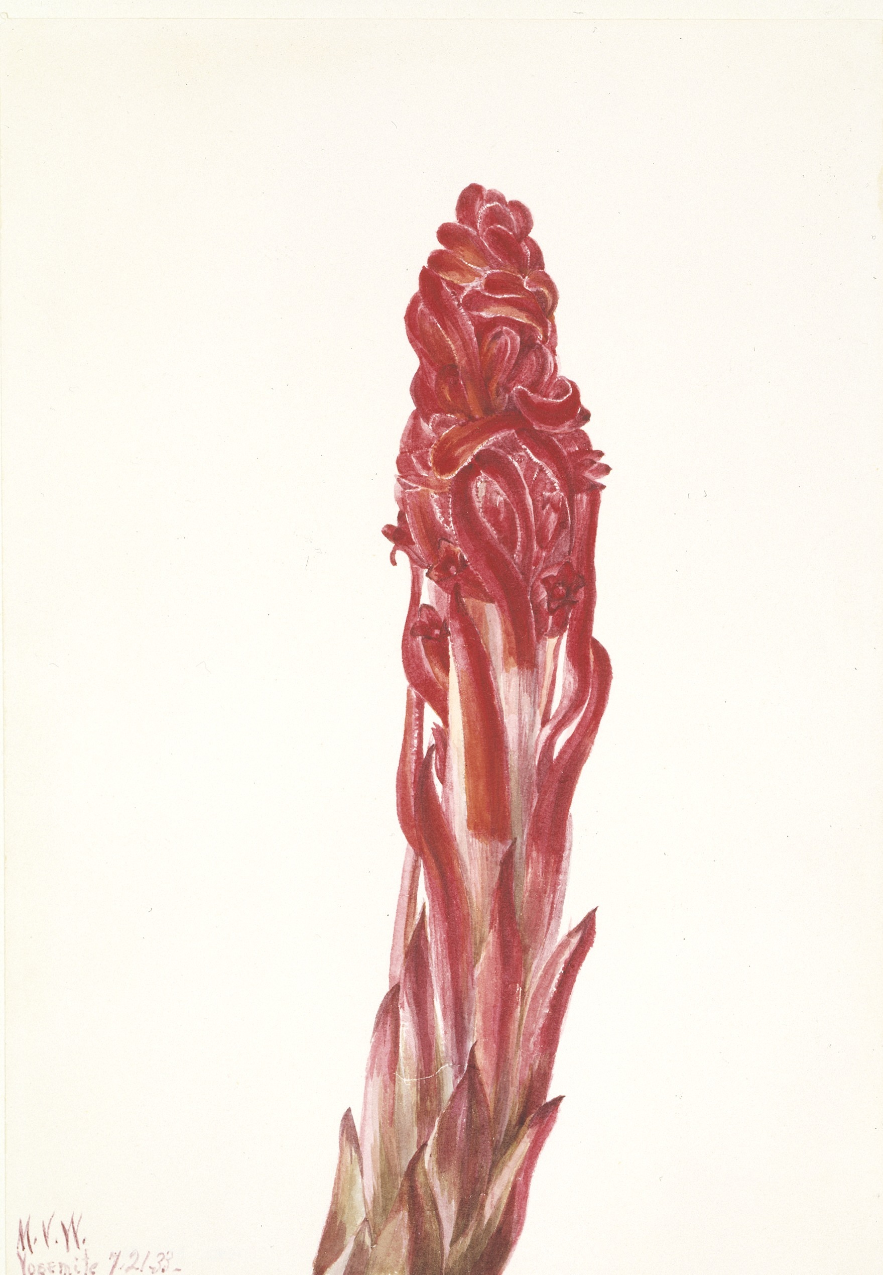 Mary Vaux Walcott, Snow Plant (Sarcodes sanguinea)
