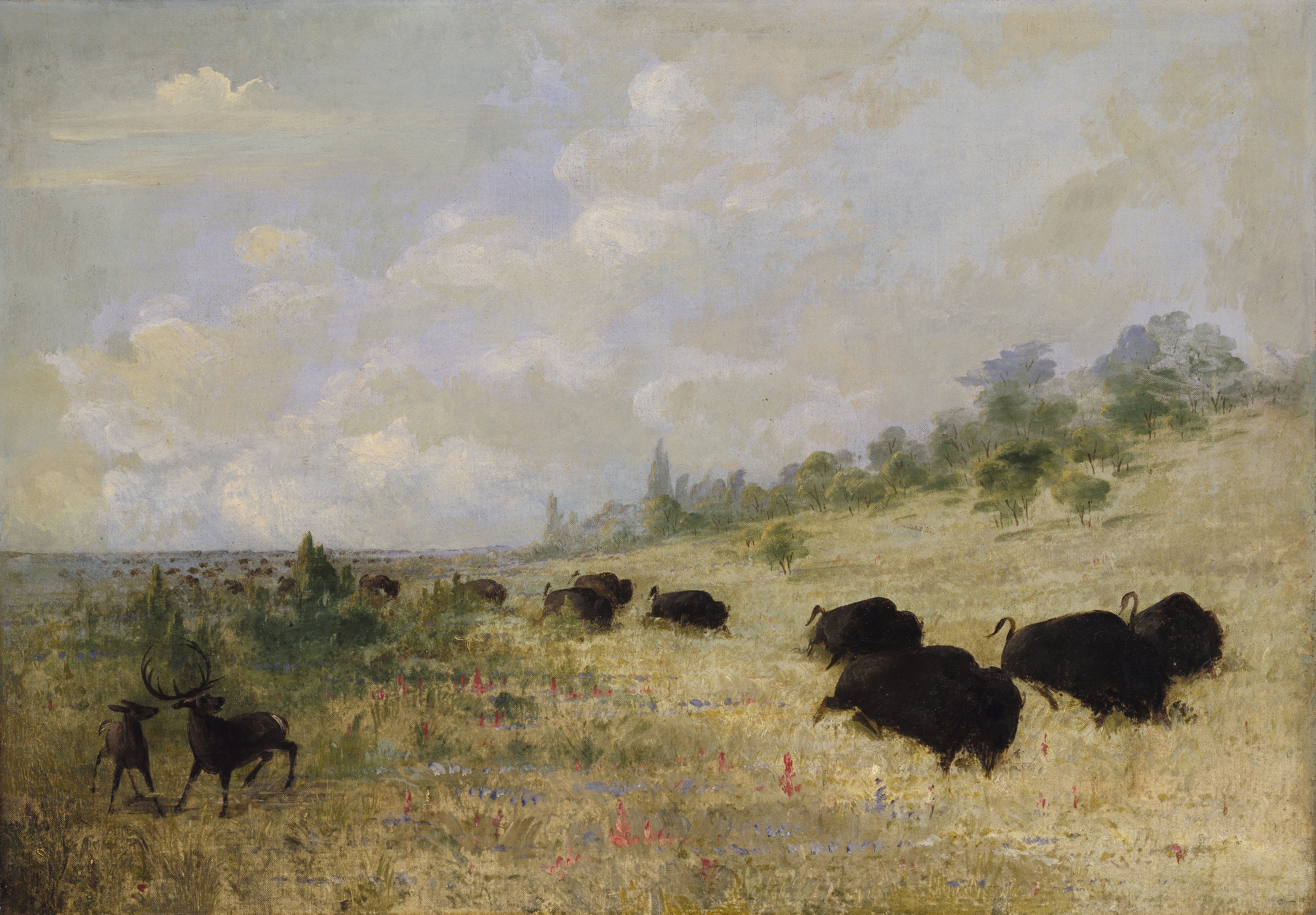 George Catlin, Elk and Buffalo Grazing among Prairie Flowers, Texas