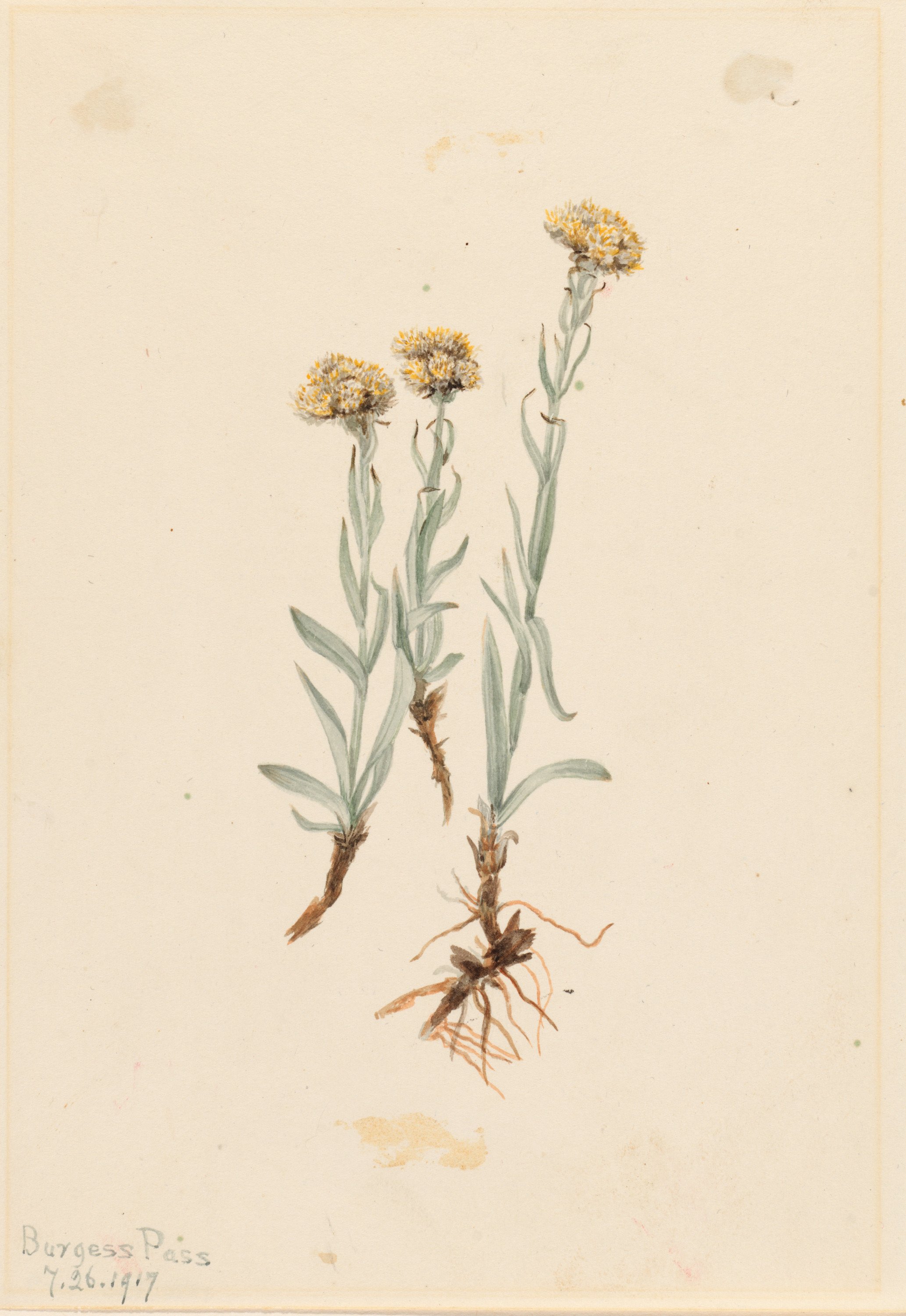 Mary Vaux Walcott, Buff Pussytoes (Antennaria luzuloides)