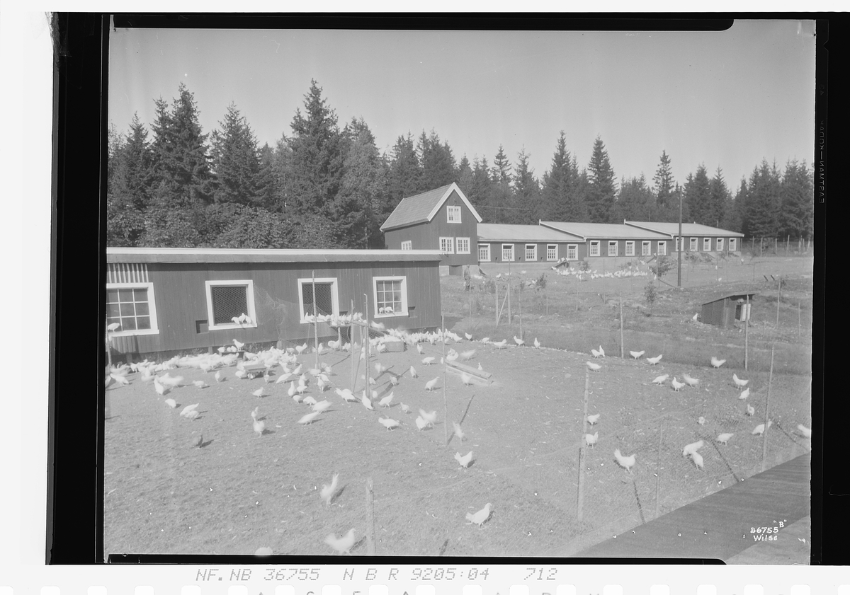 Anders Beer Wilse, Prot: Lie Birger Landsted Høns