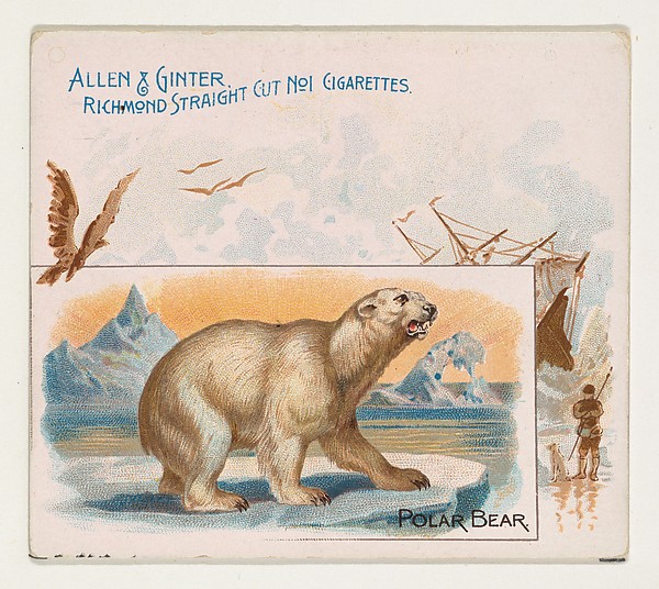 Allen & Ginter, Polar Bear, from Quadrupeds series (N41) for Allen & Ginter Cigarettes