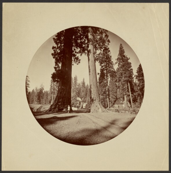Carleton Watkins, In the Calaveras Grove