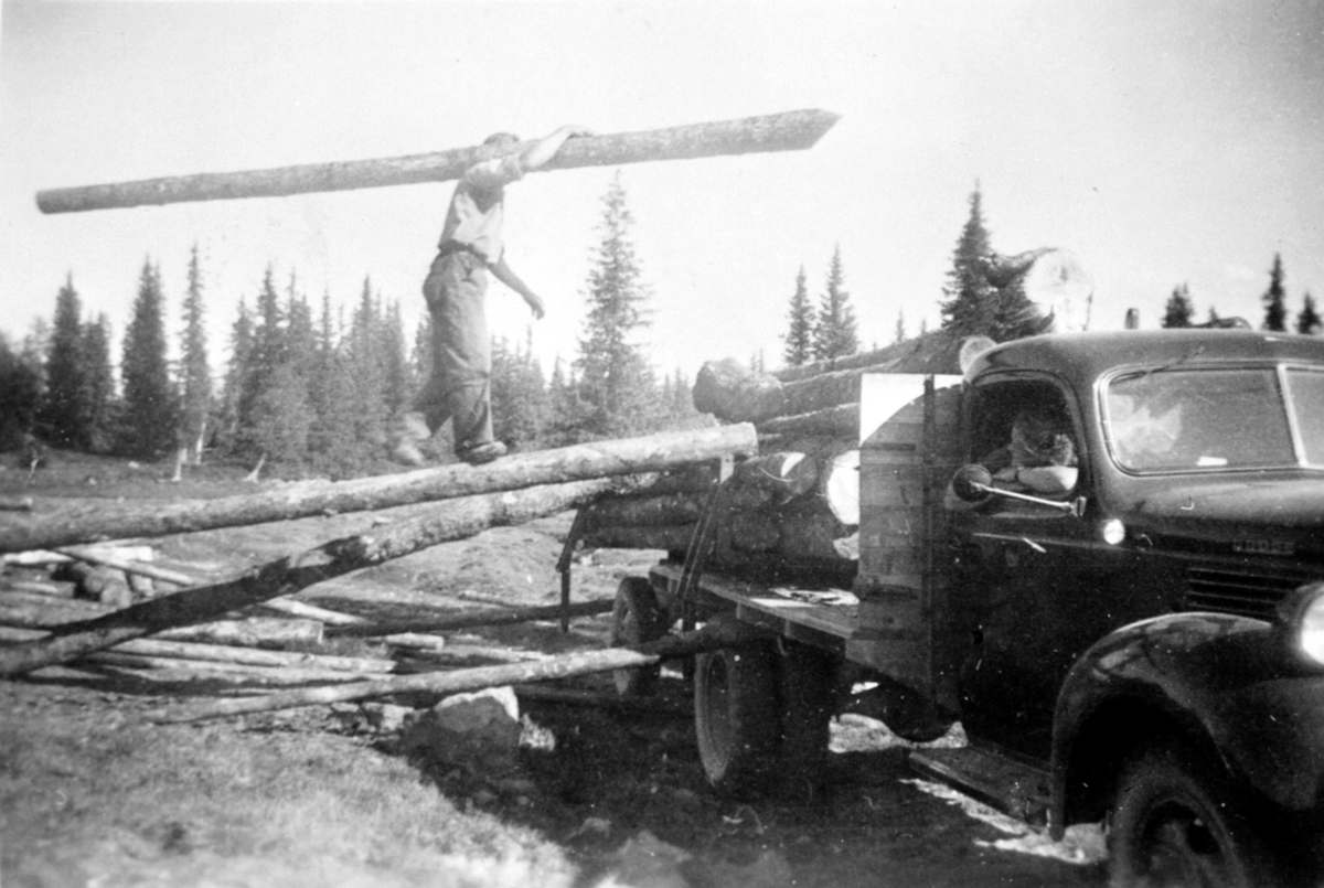 Anno Domkirkeodden, Sverre Syversen med tømmerstokk på skuldra. Lasting av tømmer på lastebil, en modell 1945 Dodge. Olshølen, Ringsaker Almenning. Bilens eier var Gudbrand Pedersen.