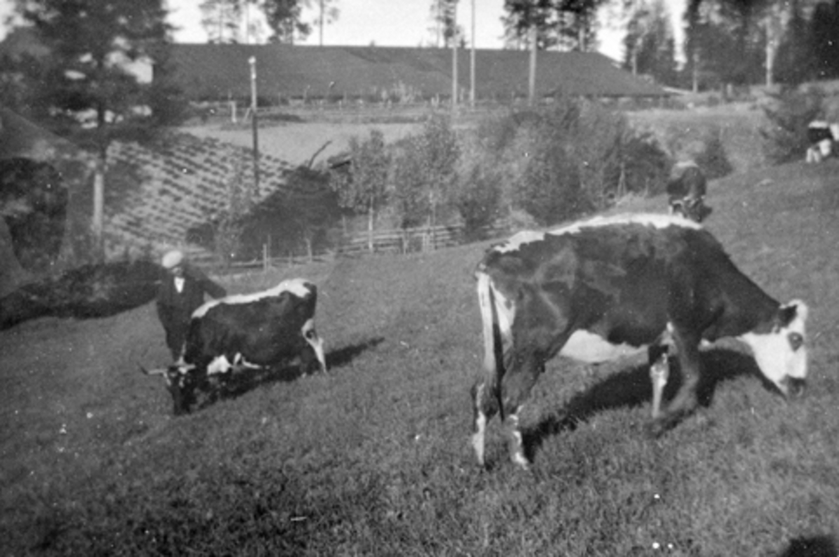 Anno Domkirkeodden, Ku som beiter på Smedstuen nedre, Nes, Hedmark. Even Lie (1865-1938) inspiserer.
