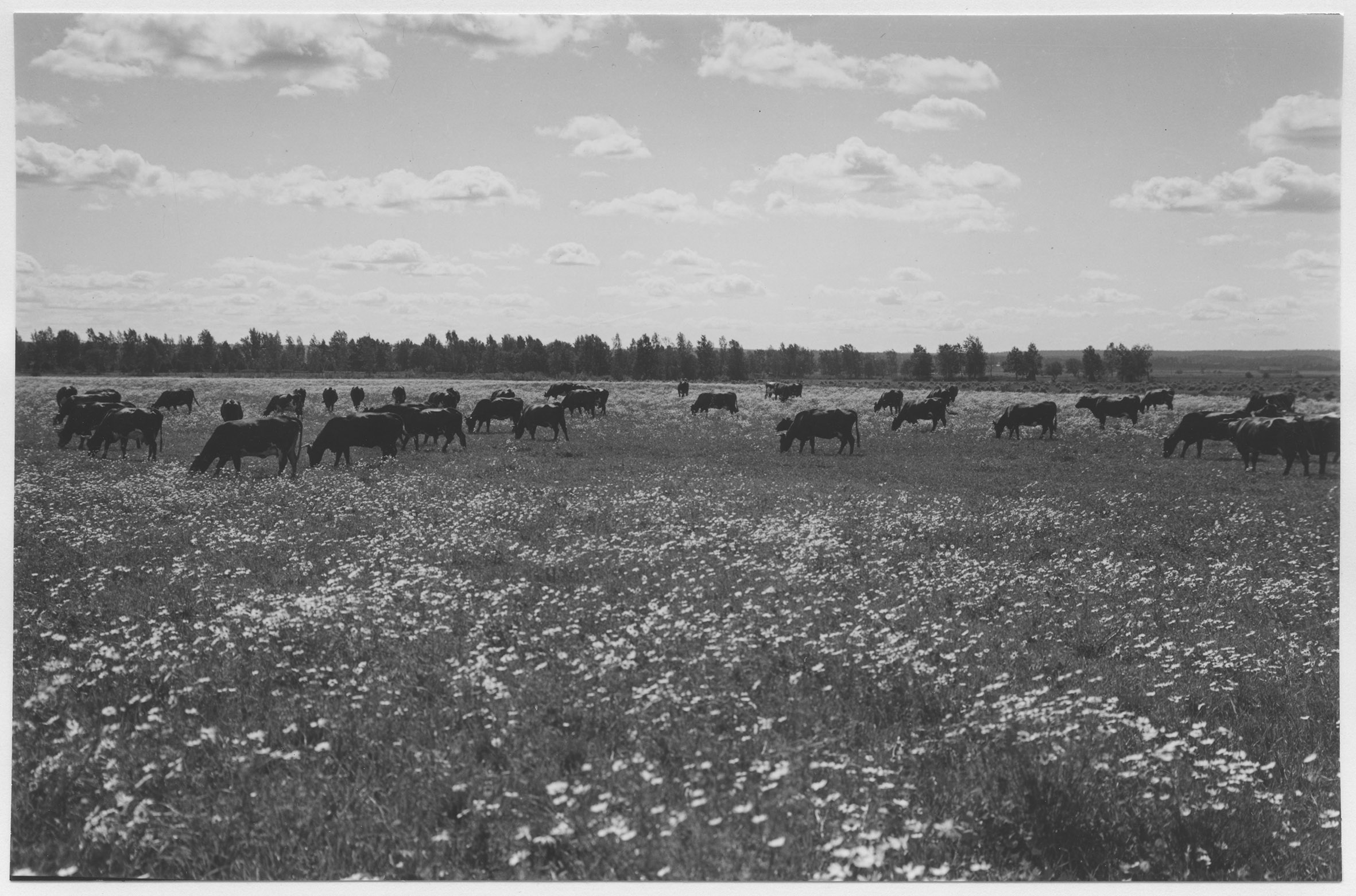Mårten Sjöbeck, Segersjö, gårdens djurbesättning