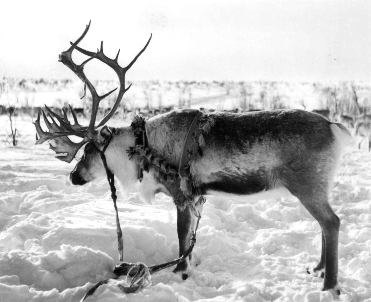 Virginia Raymond Davidson, Påselet reinsdyr. Karasjok 1958.