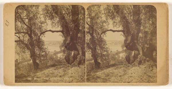 Unknown, Menton. Sous les Oliviers. France.