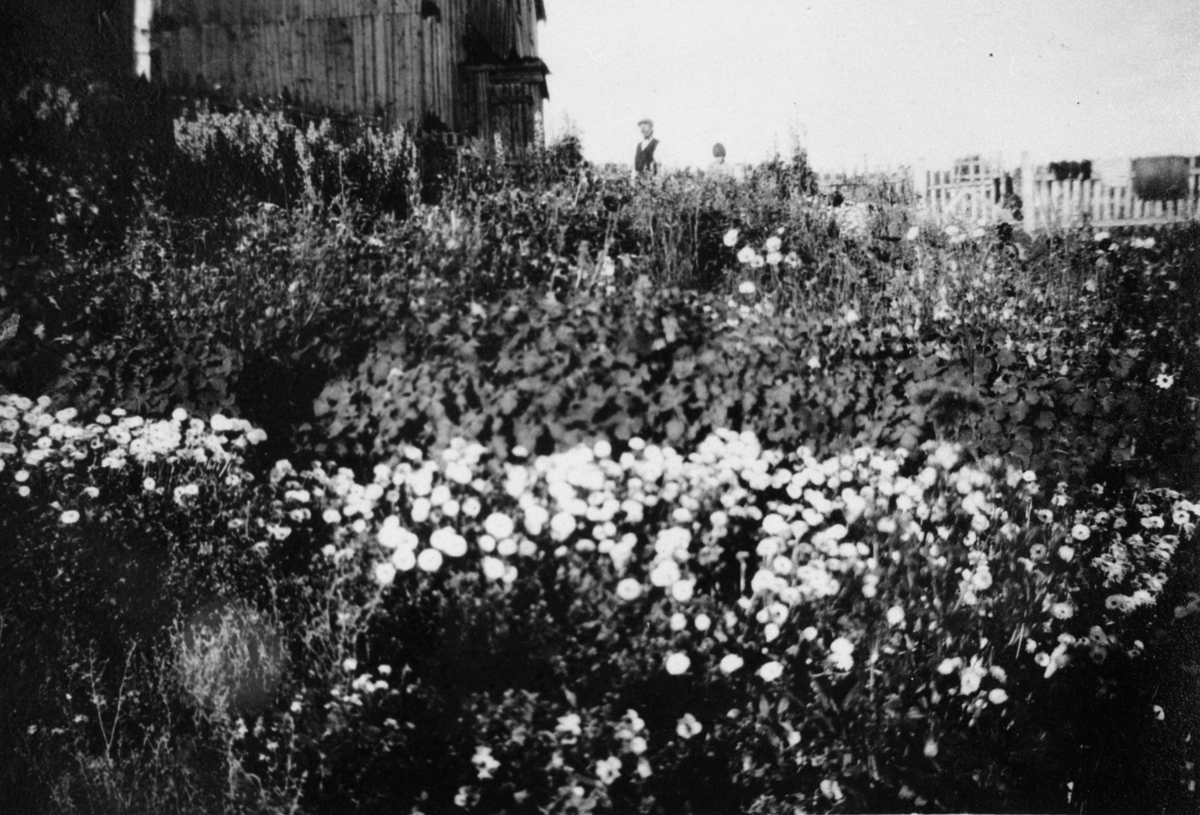 Ukjent, Blomsterhaven til Sima O. Gjelten sommeren 1922
