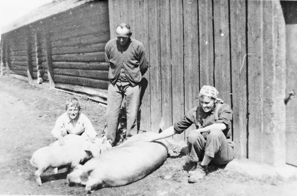 Rachel Haarseth, Personer, husdyr, fjøs. Håkon S, Bergseth (bak), Øistein Bergseth, Bergljot Lillehagen Brend