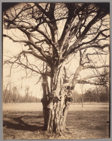 Eugène Atget, Saint-Cloud